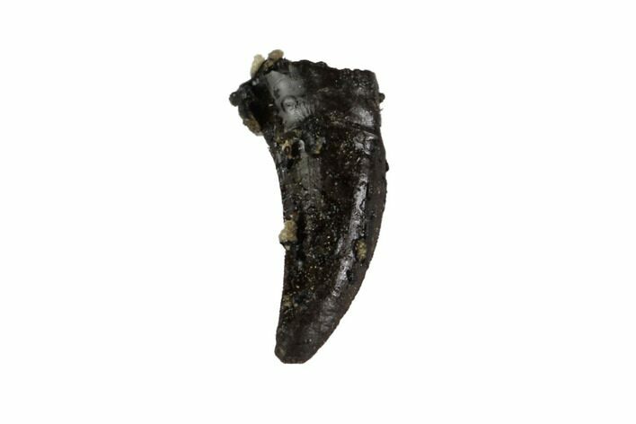 Permian Reptile Tooth - Oklahoma #137636